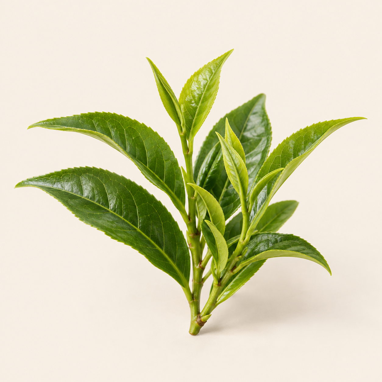 Té verde